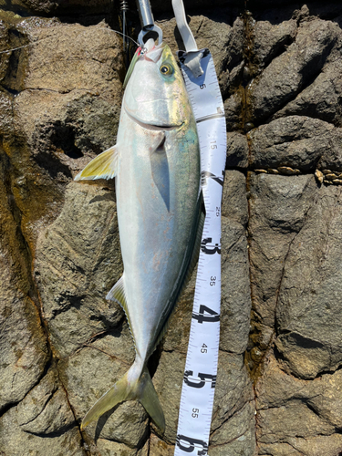 ハマチの釣果