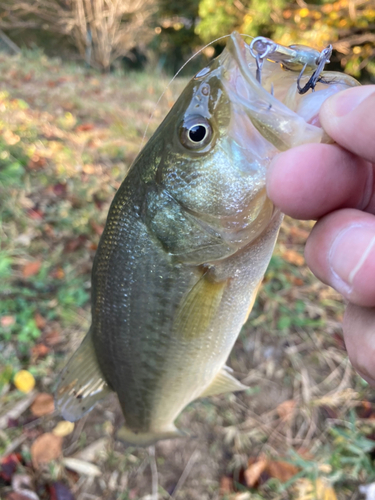 ラージマウスバスの釣果