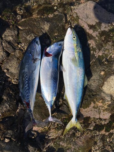 イナダの釣果