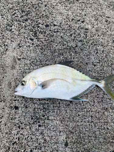 カイワリの釣果