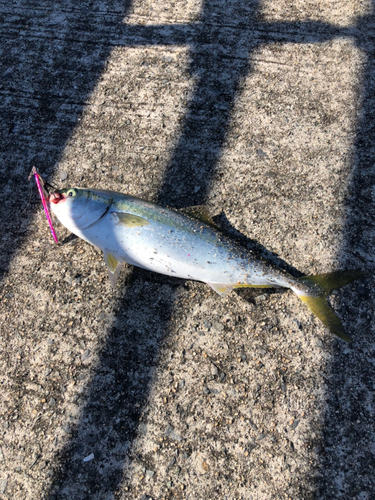 ハマチの釣果