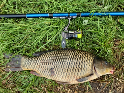 コイの釣果