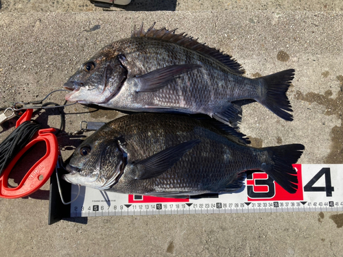 クロダイの釣果