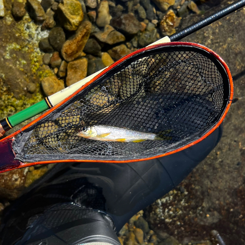 カワムツの釣果