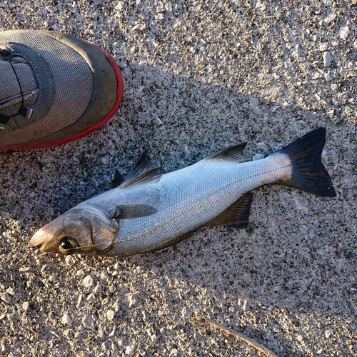 セイゴ（マルスズキ）の釣果