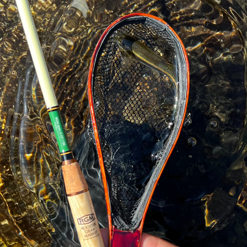 カワムツの釣果