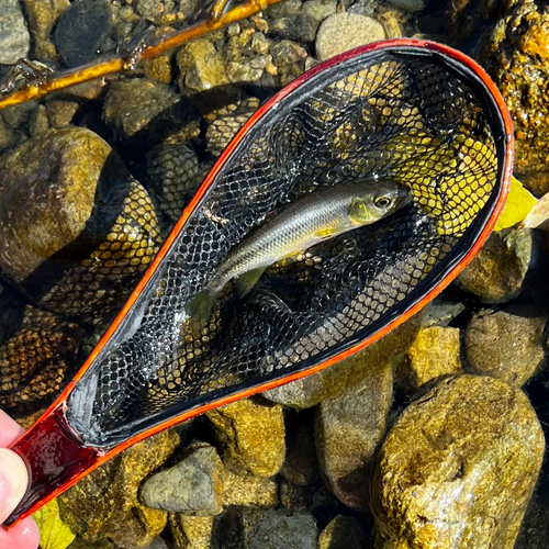 カワムツの釣果