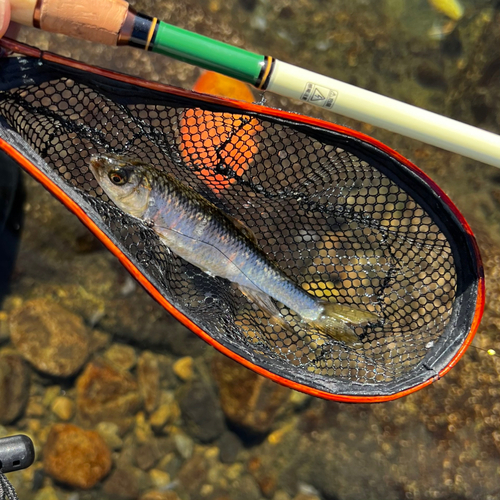 オイカワの釣果