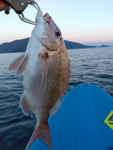 マダイの釣果