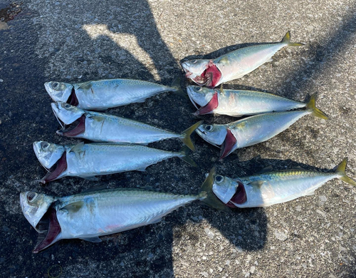 サバの釣果