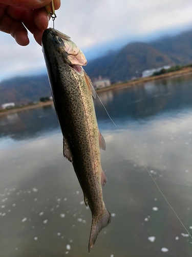 ニジマスの釣果