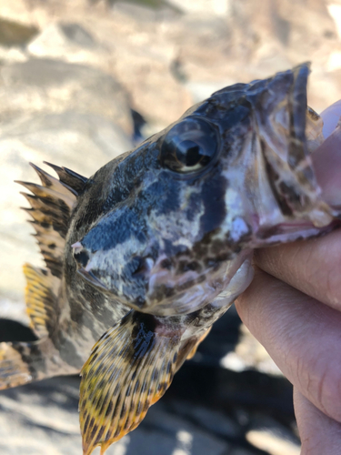 タケノコメバルの釣果