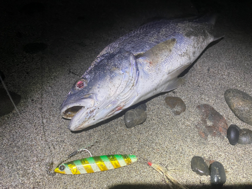 ニベの釣果