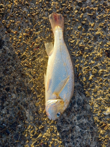 イシモチの釣果