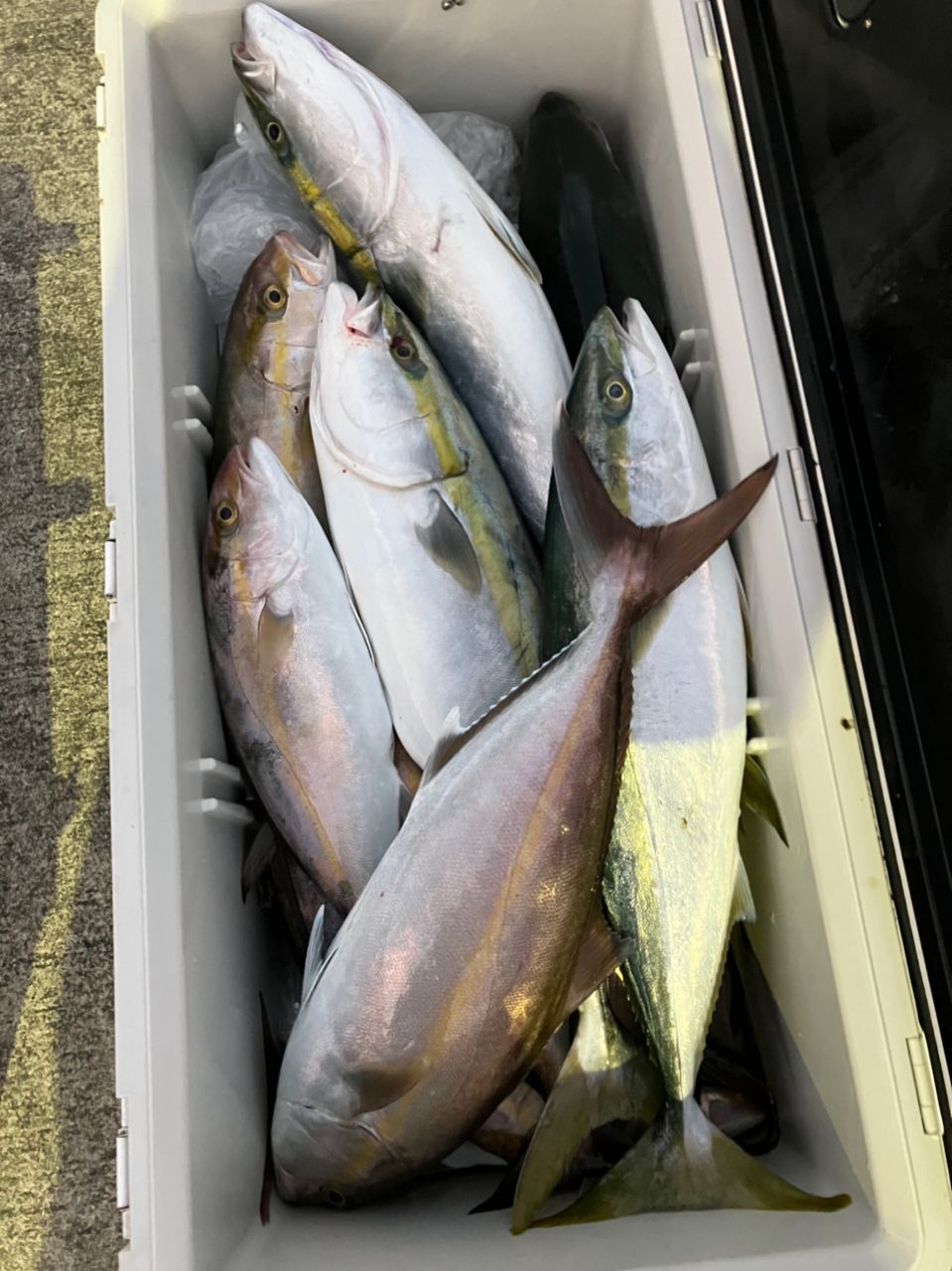 さかたつさんの釣果 3枚目の画像