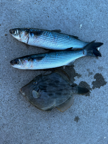 カワハギの釣果