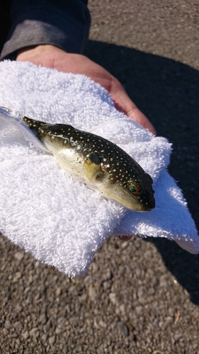 クサフグの釣果