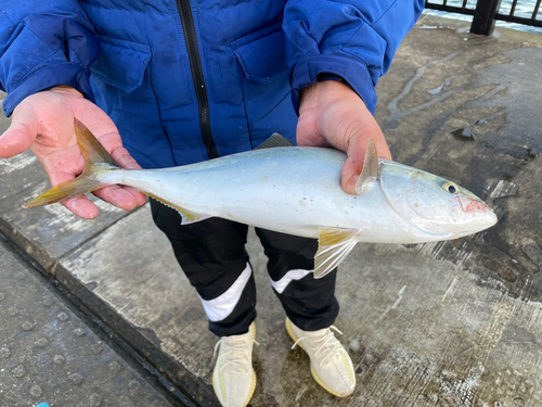 ヤズの釣果