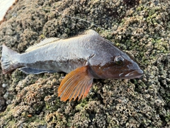 アイナメの釣果