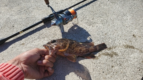 タケノコメバルの釣果