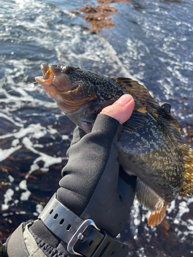 アイナメの釣果