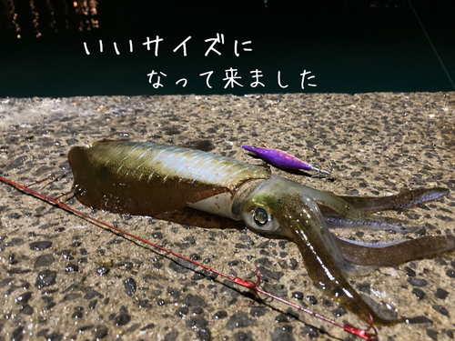 アオリイカの釣果