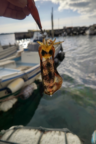 アオリイカの釣果