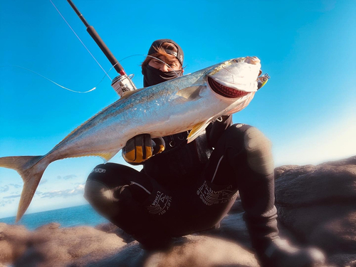 ブリの釣果