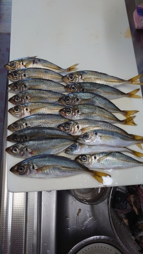 アジの釣果