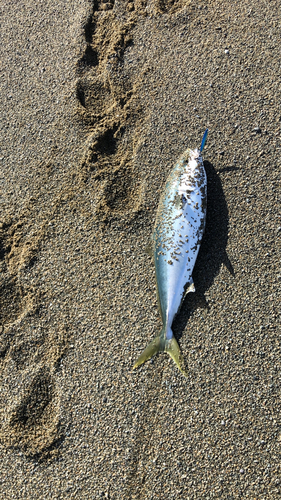 ワラサの釣果