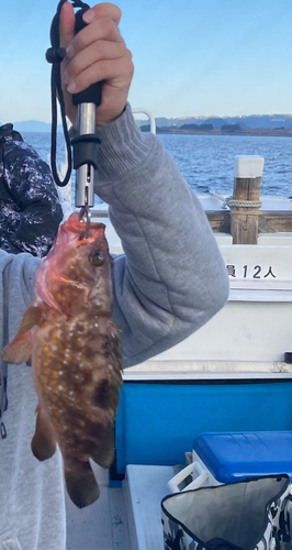 オオモンハタの釣果