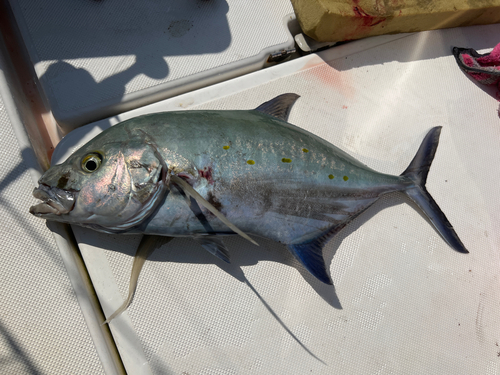 ナンヨウカイワリの釣果