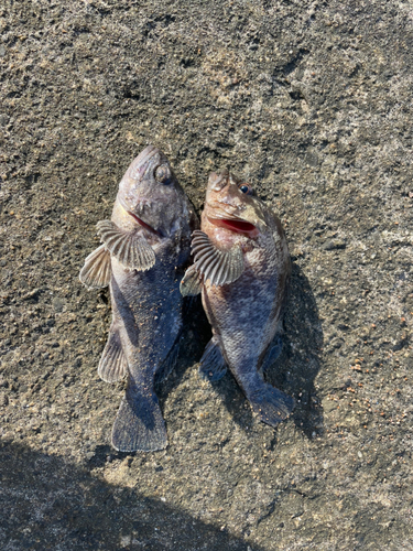 ソイの釣果