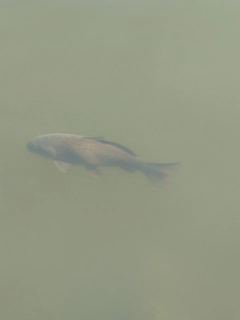 コイの釣果