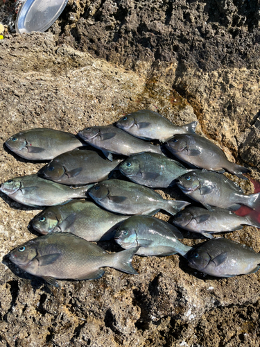 オナガグレの釣果