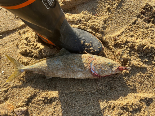 ヤズの釣果