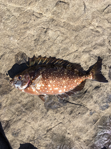 アイゴの釣果