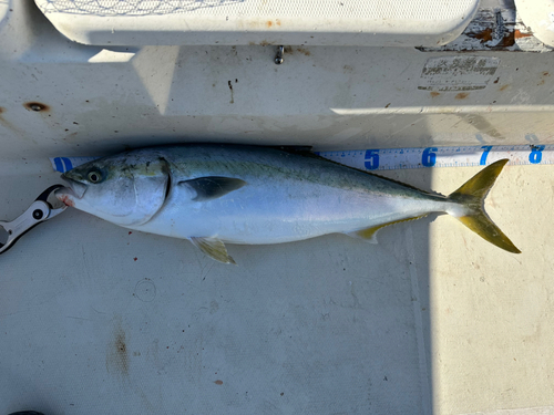 ワラサの釣果