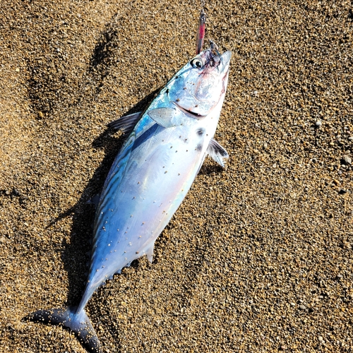 スマカツオの釣果