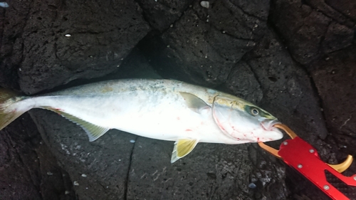 ヤズの釣果