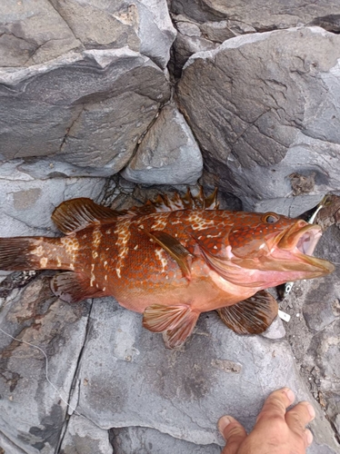 キジハタの釣果