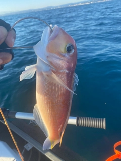 アマダイの釣果