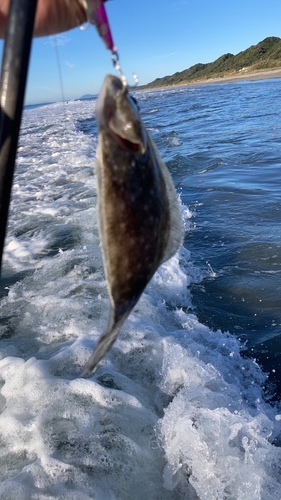 ソゲの釣果