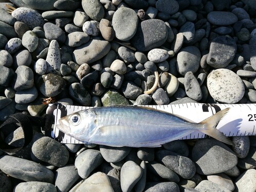 メアジの釣果