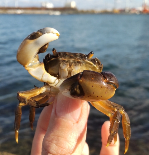 カニの釣果