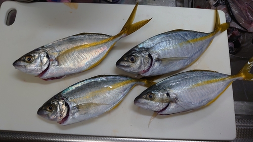 シマアジの釣果