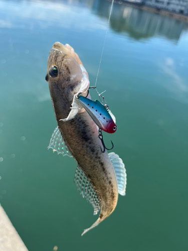 ハゼの釣果