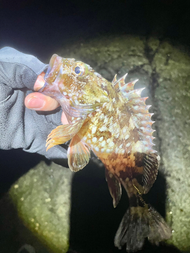 カサゴの釣果