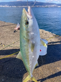 メジロの釣果