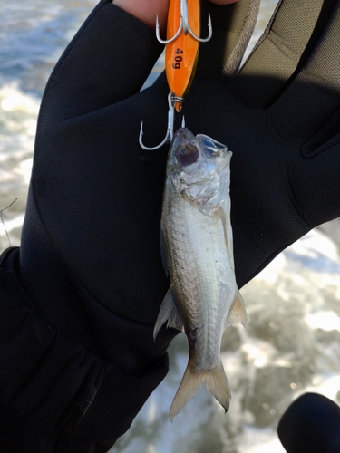 ツバメコノシロの釣果